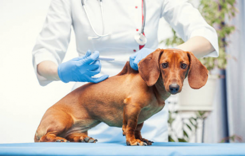 Vacina da Raiva Cachorro Valor Icaraí - Vacina para Filhote de Cachorro