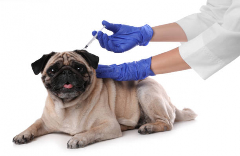 Vacina da Raiva Cachorro Botafogo - Vacina para Filhote de Cachorro