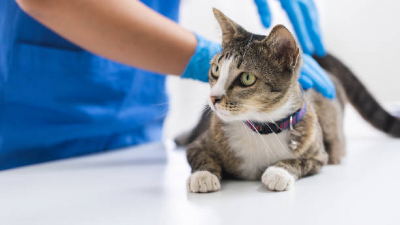 Vacina de Gato V4 Preço Mirante da Lagoa - Vacina contra Raiva Gato