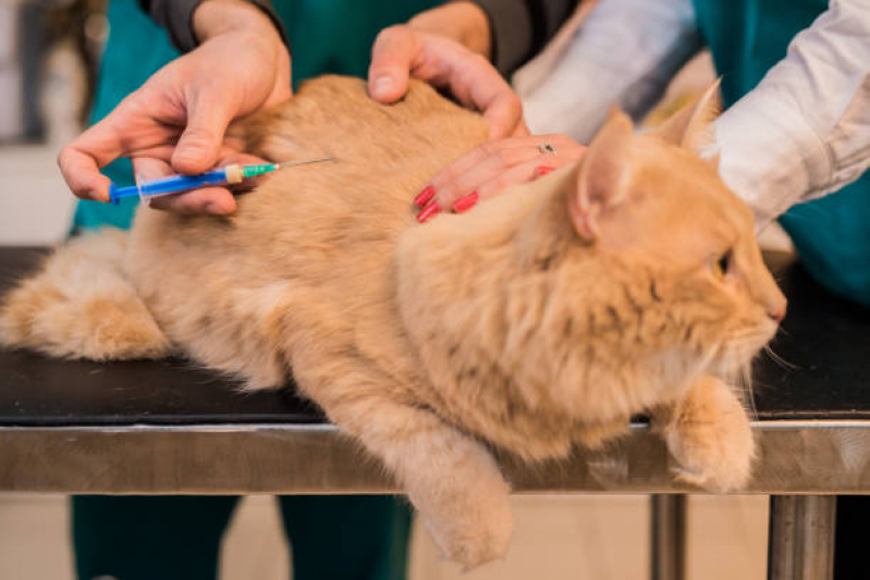 Vacina de Gato V4 Camburí - Vacina contra Raiva para Gato
