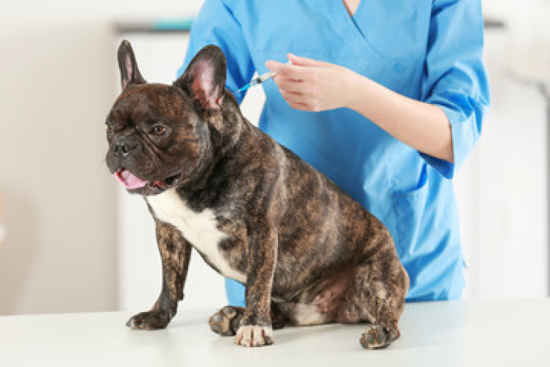 Vacina de Gripe para Cachorro Valor Aracatiba - Vacina de Gripe para Cachorro