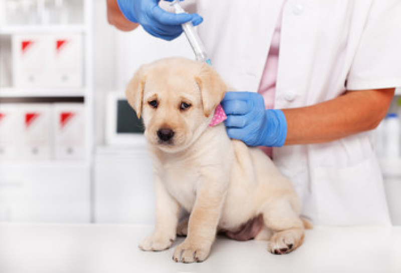 Vacina de Gripe para Cachorro Boca da Barra - Vacina para Filhote de Cachorro