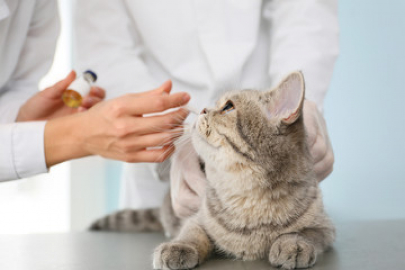 Vacina de Raiva Gato Preço Centro - Vacina para Gato V4