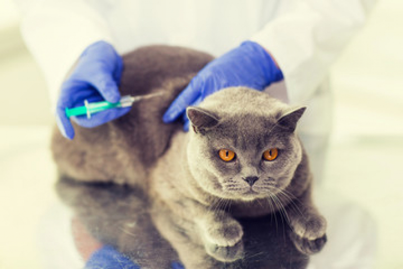 Vacina de Raiva Gato Ouro Verde - Vacina para Gato V4