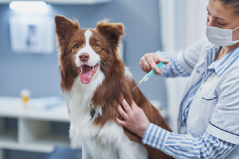 Vacina de Raiva para Cachorro Valor Caxito Pequeno - Vacina para Cachorro