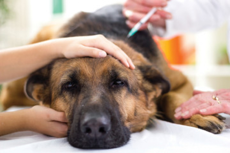 Vacina de Raiva para Cachorro Novo Rio das Ostras - Vacina Antirrábica Cachorro