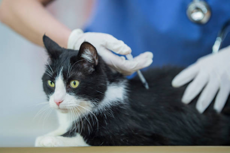 Vacina Gato Filhote Preço Caramujo - Vacina de Raiva Gato
