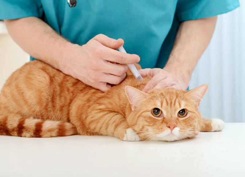 Vacina Gato Filhote Inoa - Vacina Antirrábica para Gato