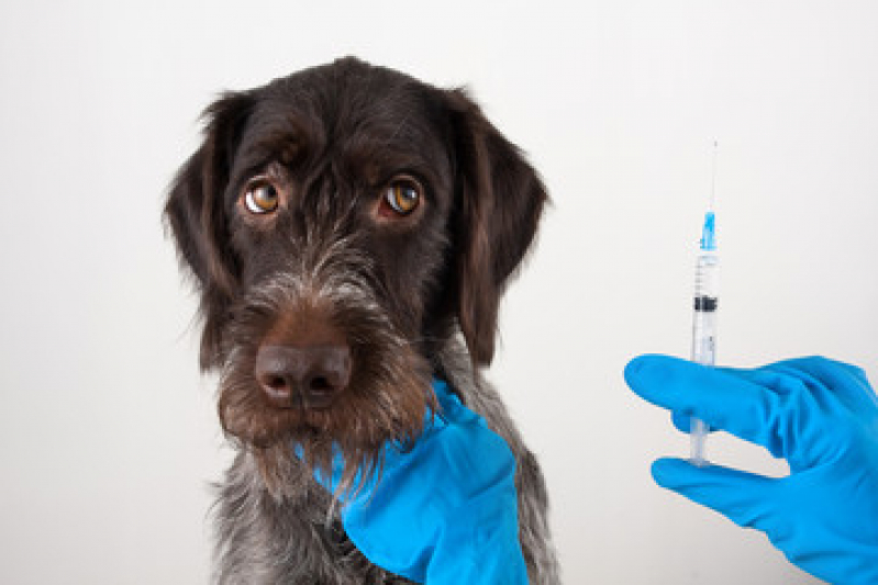 Vacina para Cachorro Filhote Valor Cantagalo - Vacina para Cachorro