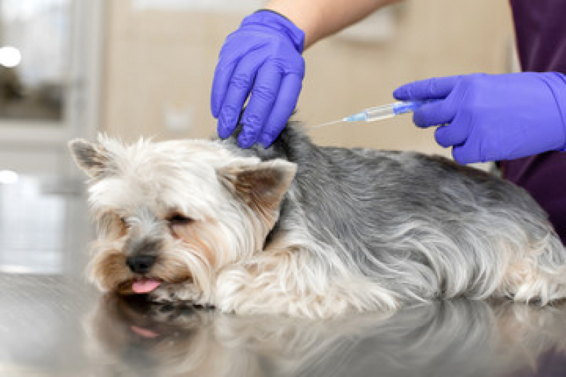 Vacina para Cachorro Filhote Barroco - Itaipuaçu - Vacina contra Raiva Cachorro