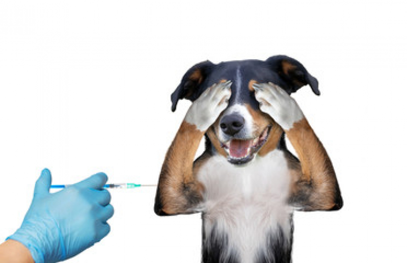 Vacina para Cachorro Valor Piratininga - Vacina de Gripe para Cachorro
