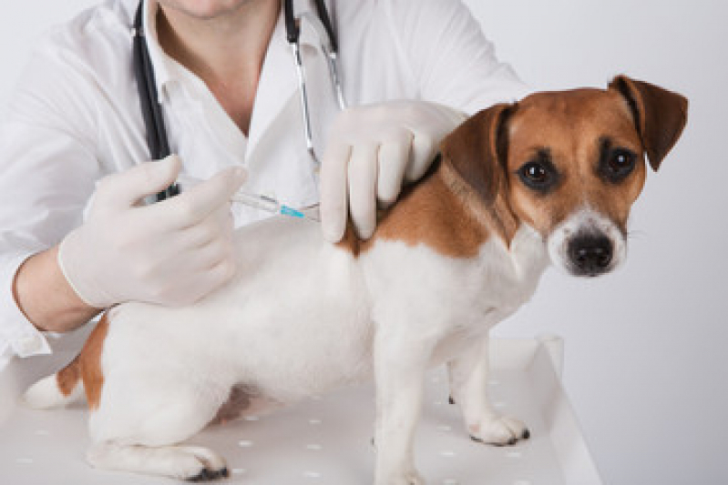 Vacina para Carrapato em Cachorro Centro - Vacina contra Raiva para Cachorro