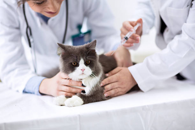 Vacina para Filhote de Gato Preço Boca da Barra - Vacina para Gato V4