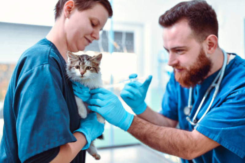 Vacina para Filhote de Gato Ilha Conceição - Vacina V4 para Gatos