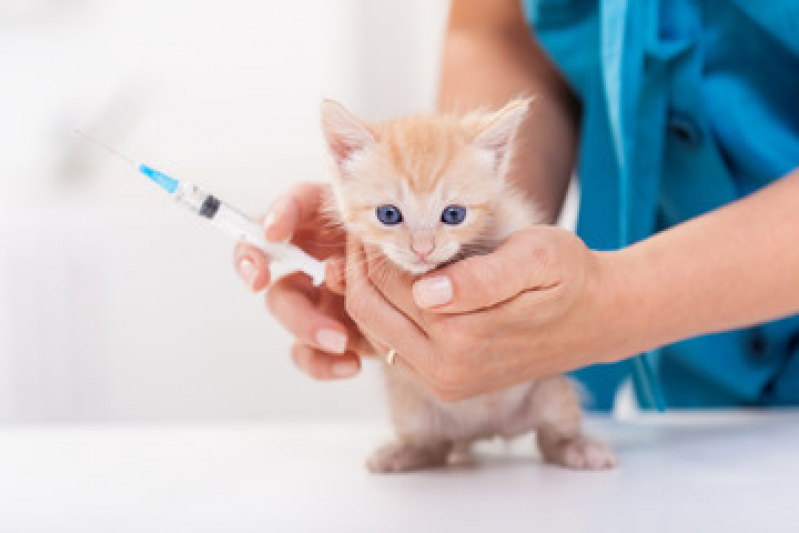 Vacina para Gato Filhote Preço Saco Flores - Vacina de Raiva Gato