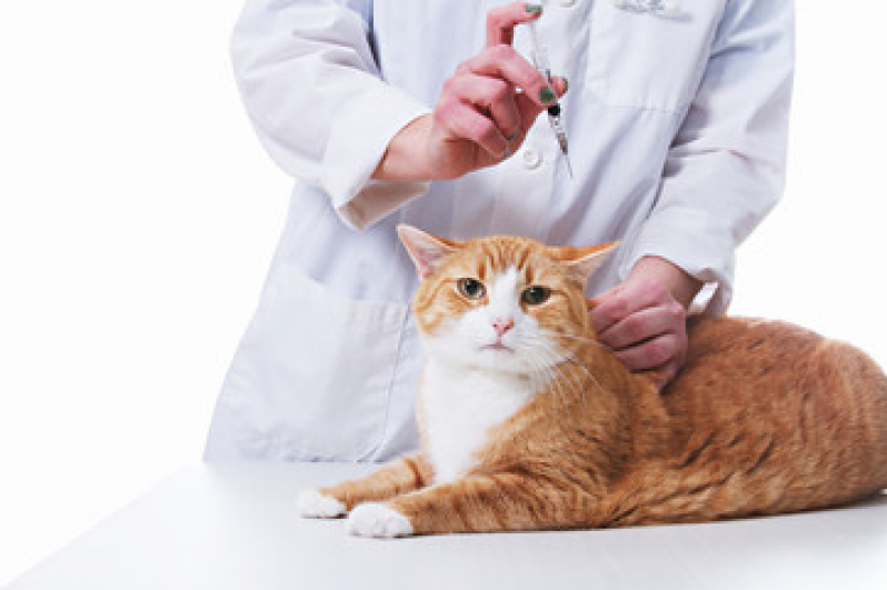 Vacina para Gato Filhote Cantagalo - Vacina V4 para Gatos