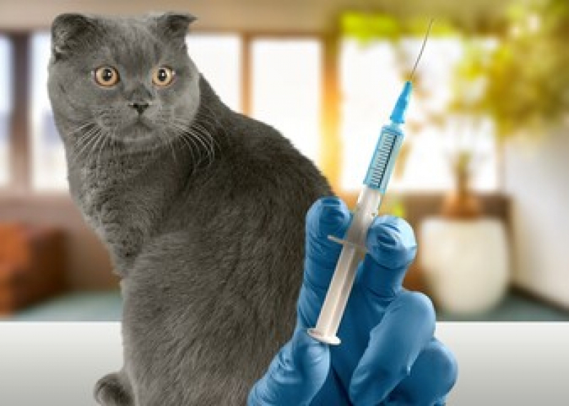 Vacina para Gato Preço Centro - Vacina V4 para Gatos