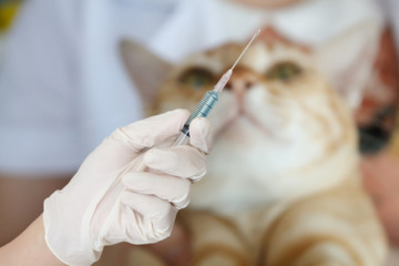 Vacina para Gato V4 Preço Extensão do Bosque - Vacina Gato Filhote