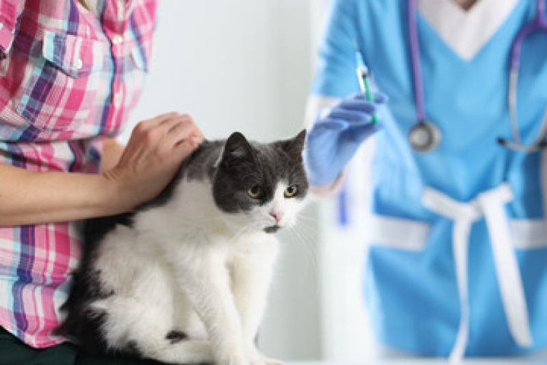 Vacina para Gato V4 Centro - Vacina Gato Filhote