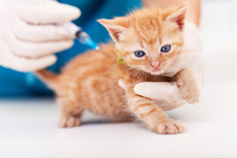 Vacina para Gato Engenho do Mato - Vacina para Gato Niterói