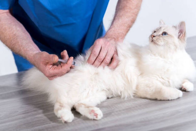 Vacina V4 para Gatos Preço Centro - Vacina Antirrábica para Gato