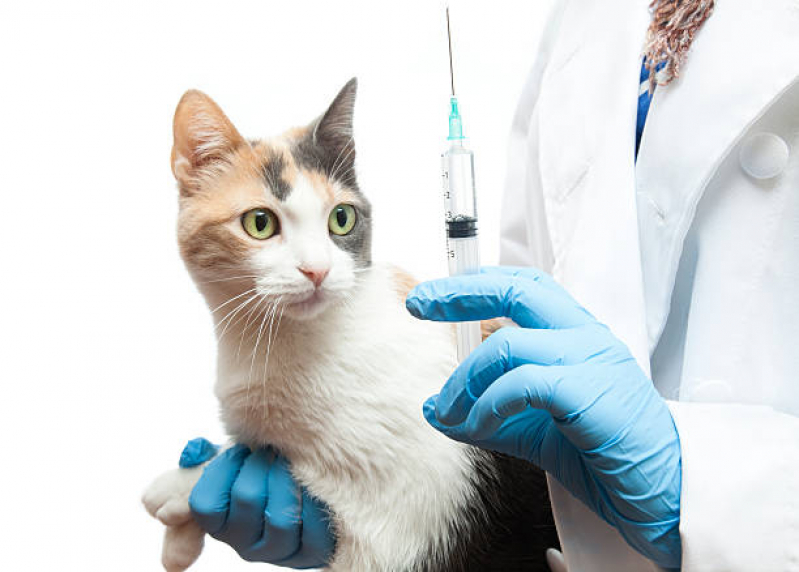 Vacina V4 para Gatos Santa Rosa - Vacina contra Raiva para Gato