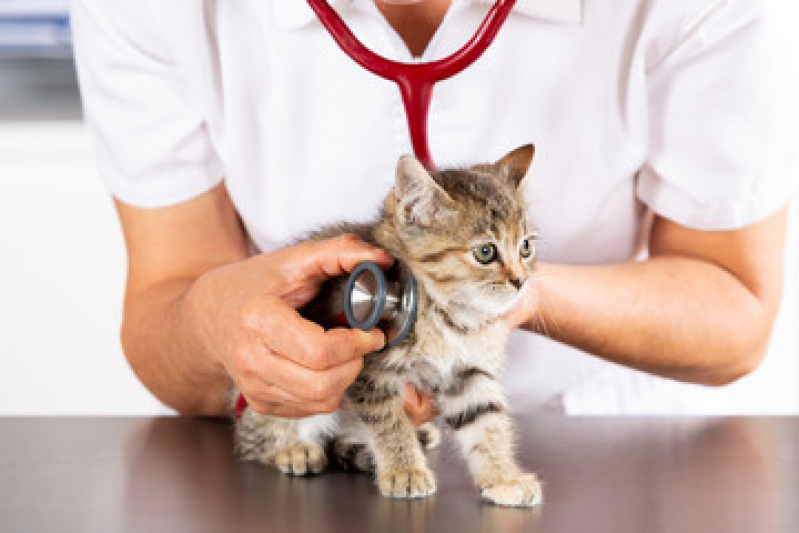 Veterinário de Animais Contato Pelinca - Veterinário Especialista em Gatos