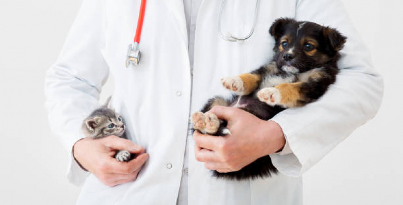 Veterinário Especialista em Cachorros Contato Parque Califórnia - Veterinário de Animais Exóticos