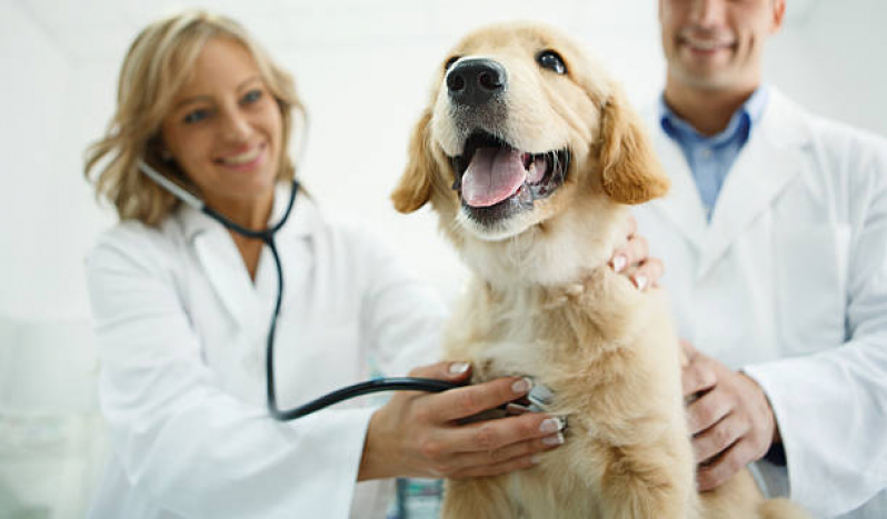 Veterinário Especialista em Cachorros São Francisco - Veterinário de Animais Exóticos