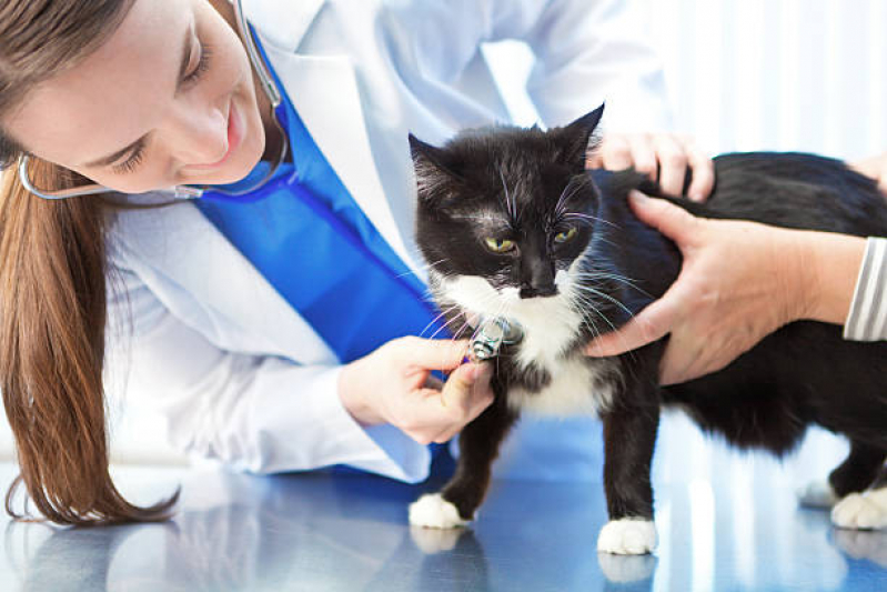 Veterinário Especialista em Gatos Contato B - Veterinário de Animais Exóticos