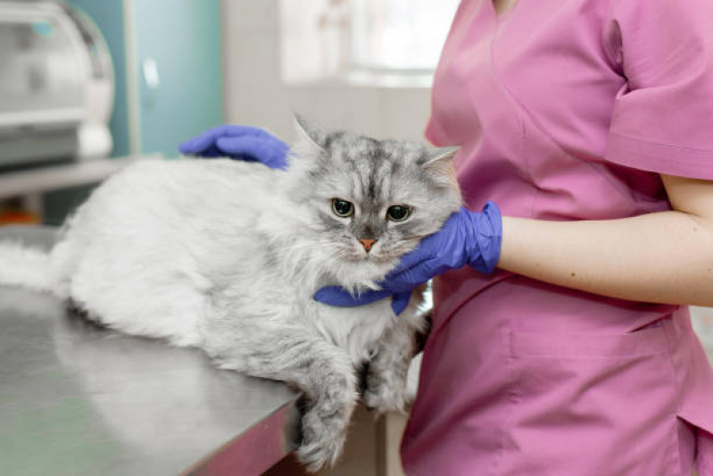 Veterinário Especialista em Gatos Padre Pequeno - Veterinário